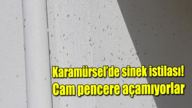 Karamürsel'de sinek istilası! Cam pencere açamıyorlar