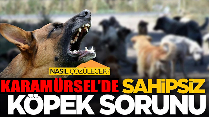 Sokak Köpekleri Vatandaşları Tedirgin Ediyor